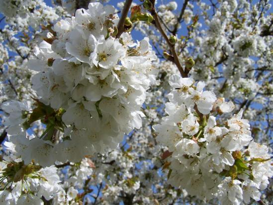 C'est l'Printemps ! (A Jouarre)