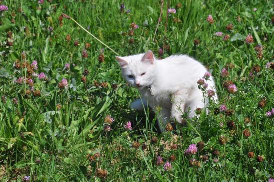 Un chat au milieu des fleurs des champs