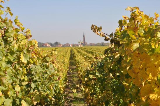 Au milieu des vignobles de la plaine alsacienne