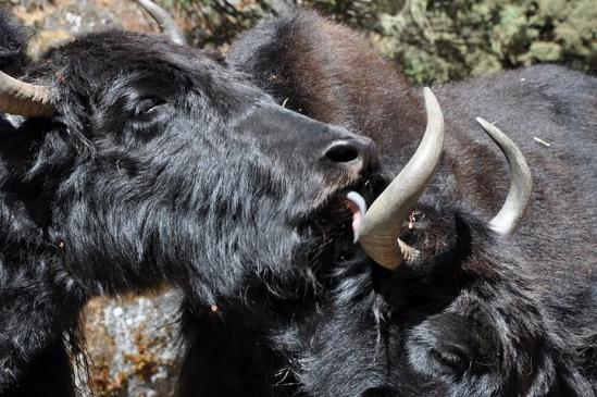 Bisous de yacks dans la descente de la vallée du Rolwaling (Népal)