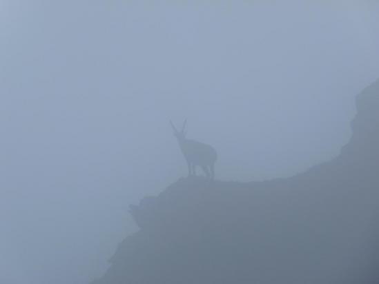 Chamois dans la brume