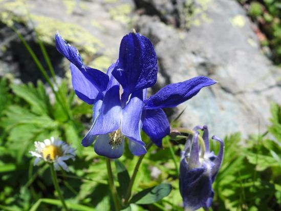 Une (trop rare...) ancolie des Alpes