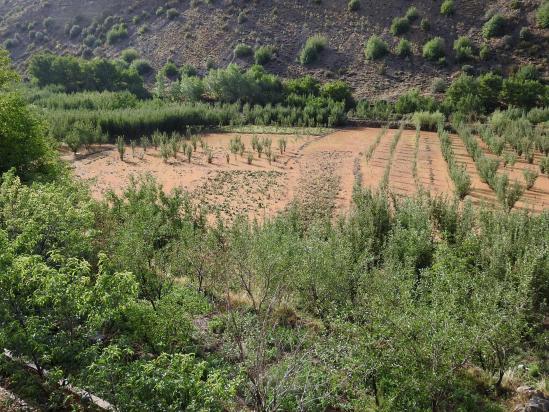 Vision d'apocalypse : les vergers de la vallée des Aït Bouguemez après avoir été parcourus par les torrents de boue