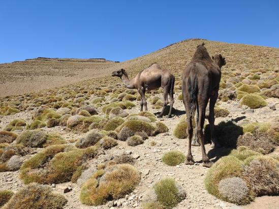 Les dromadaires à l'estive au tizi n'Wadou à 3200m d'altitude...