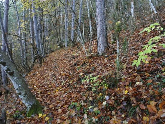 En forêt pour la montée au col de Villard