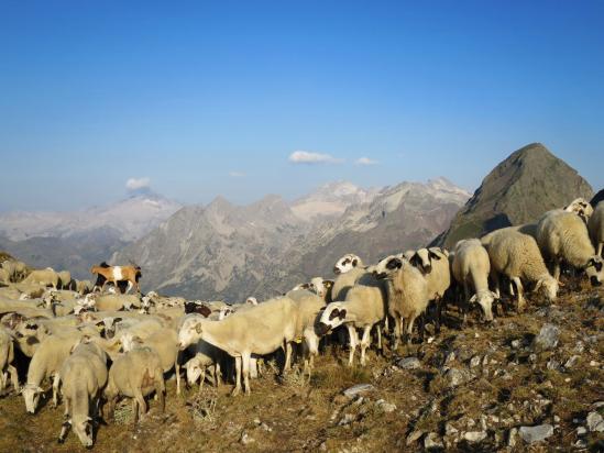 Au Cap dera Picada, derrière les moutons dépassent les Fonts de Remune