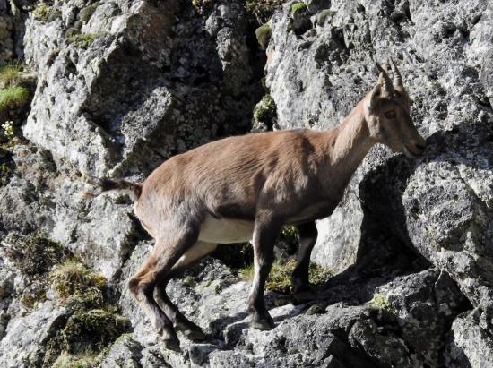 Un jeune bouquetin au col Fenêtre