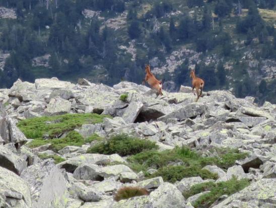 A l'approche de l'Estany dels Plans, rencontre avec un duo d'isards