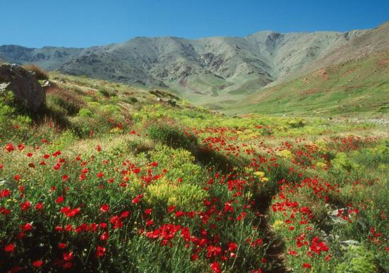 Coquelicots sur le plateau du Yagour face à l'adrar Meltsène